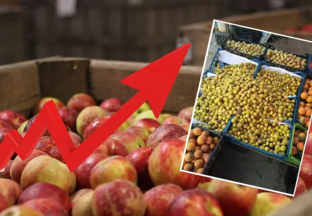 Prix des pommes produites en Algérie : l&rsquo;APOCE dénonce la spéculation