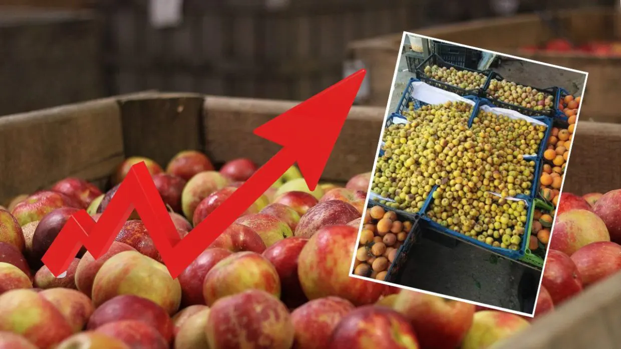 Prix des pommes produites en Algérie : l’APOCE dénonce la spéculation