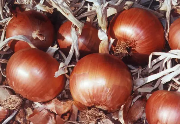 Ramadan 2023 : après une flambée du prix de l’oignon, les autorités assurent une baisse