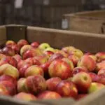 Khenchela domine la production de pommes en Algérie pour la 5e année