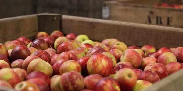 Khenchela domine la production de pommes en Algérie pour la 5e année