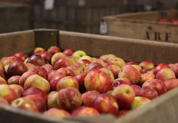 Khenchela domine la production de pommes en Algérie pour la 5e année