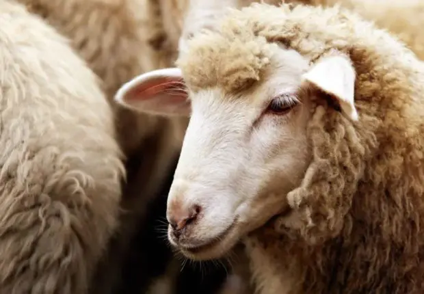 Aid el-Adha 2023 : L’institut national d’astronomie égyptien révèle la date