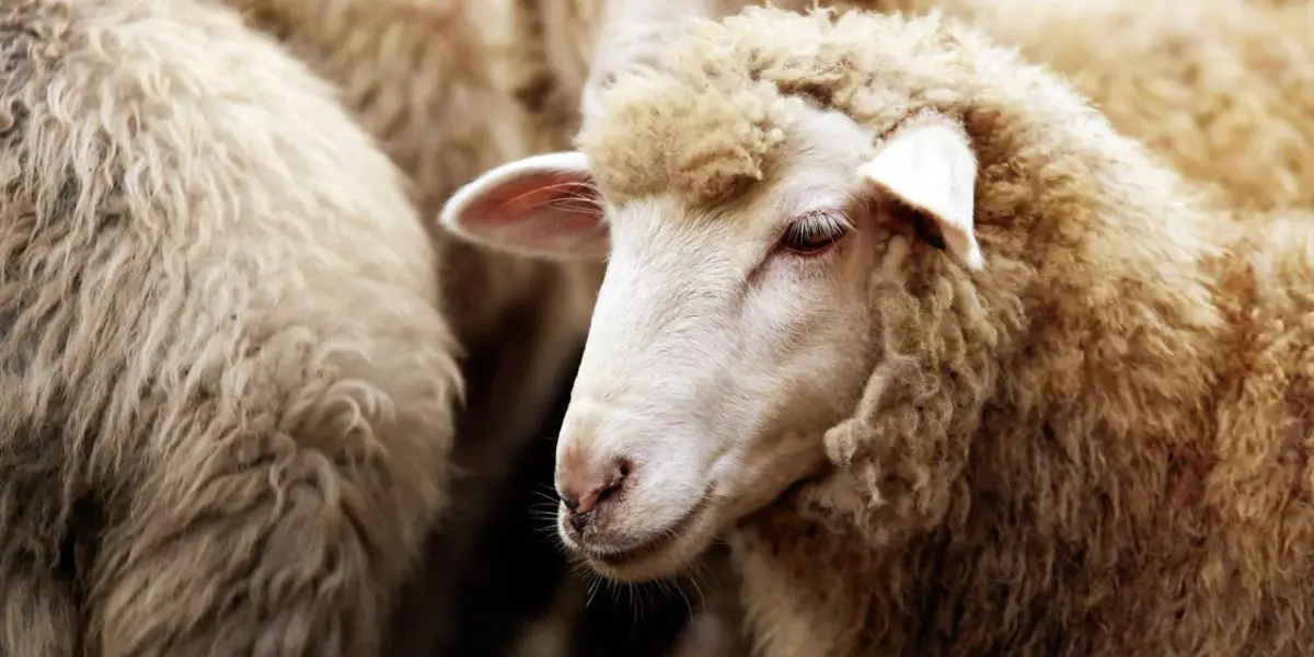 Aid el-Adha 2023 : L’institut national d’astronomie égyptien révèle la date