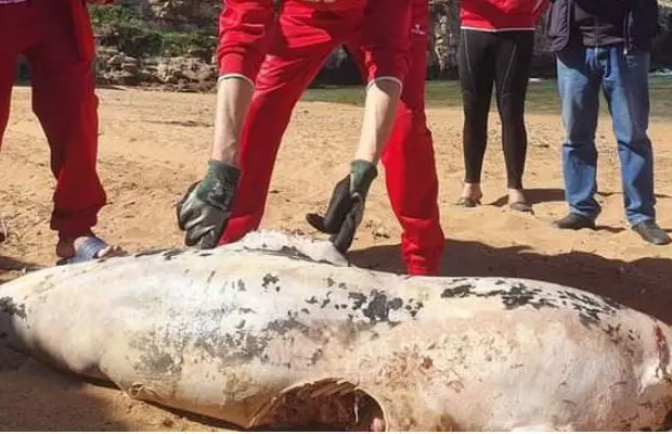 Insolite : 2 dauphins retrouvés sur deux plages à Tipaza