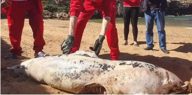 Insolite : 2 dauphins retrouvés sur deux plages à Tipaza