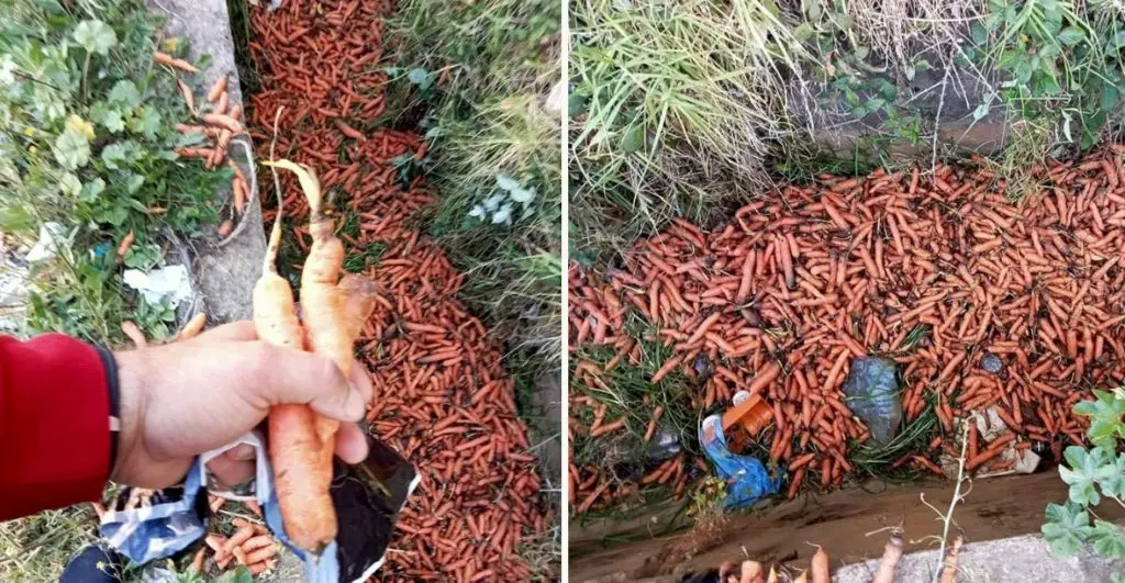Une grande quantité de carottes jetée dans la nature : l&rsquo;APOCE crie au scandale [photos]
