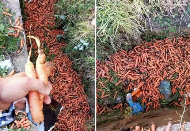 Une grande quantité de carottes jetée dans la nature : l’APOCE crie au scandale [photos]