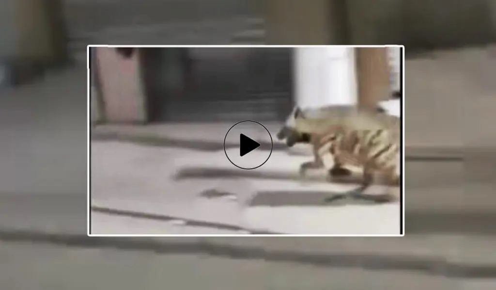 Bordj Bou Arréridj : une hyène aperçue en pleine ville fait le buzz (Vidéo)
