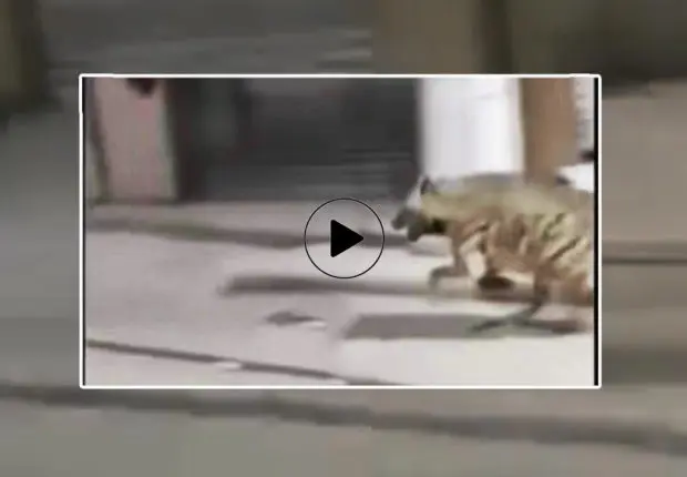 Bordj Bou Arréridj : une hyène aperçue en pleine ville fait le buzz (Vidéo)