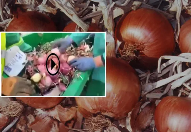 Cherté de l’oignon : grande quantité dans une poubelle, l’APOCE dénonce (vidéo)