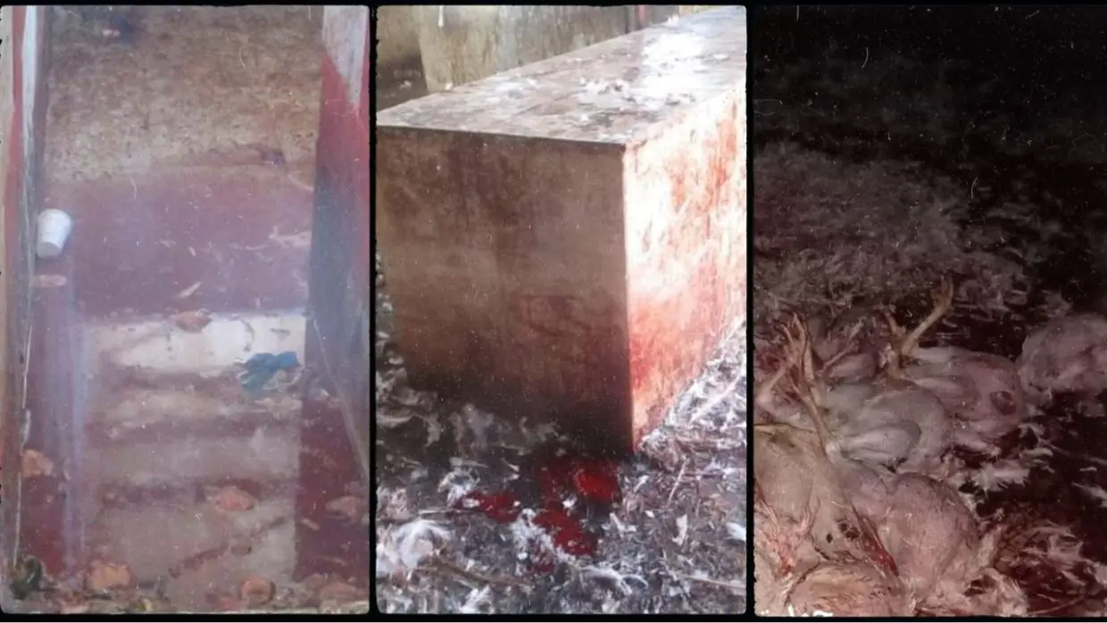 Tipaza : le marché de viandes blanches « Megtaa Kheira » fermé pour insalubrité