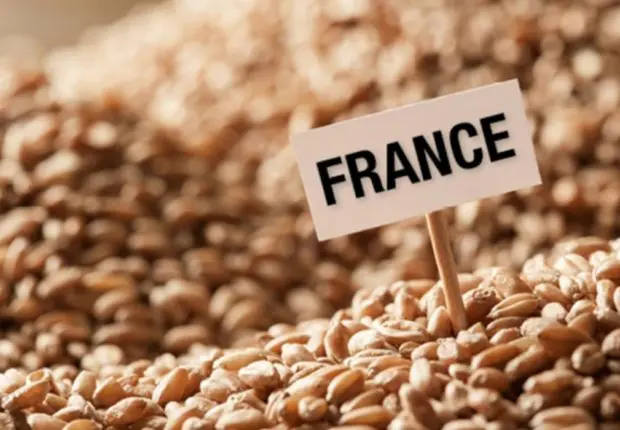 Les exportations de blé français vers l’Algérie en chute libre en 2023