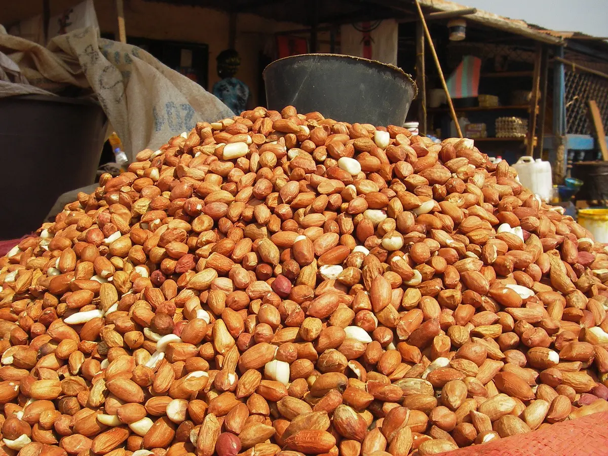 Aïd el Fitr 2023 : atteignant des records, le prix des cacahuètes dénoncé par l’APOCE