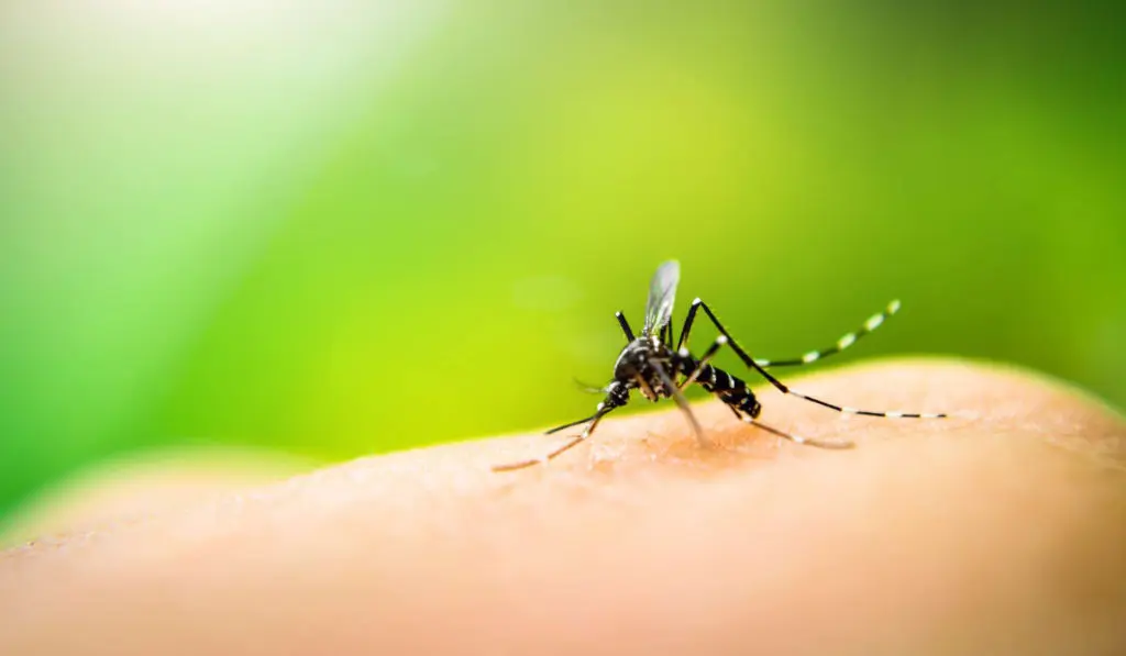 Paludisme en Algérie : le Pr. en immunologie Djenouhat rassure