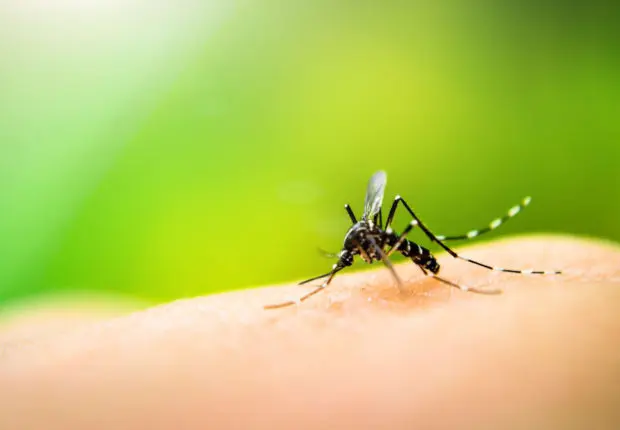 Paludisme en Algérie : le Pr. en immunologie Djenouhat rassure