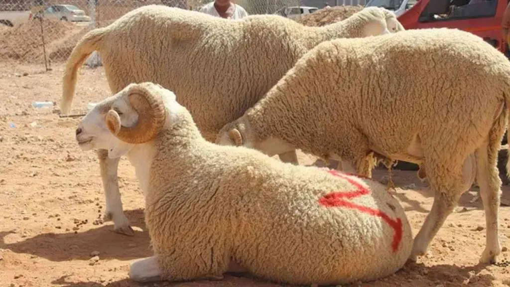 Aïd Al-Adha : Mohammed VI appelle les Marocains à renoncer au sacrifice du mouton