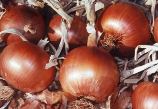 Spéculation sur l’oignon : un individu lourdement condamné à Bordj Menaiel