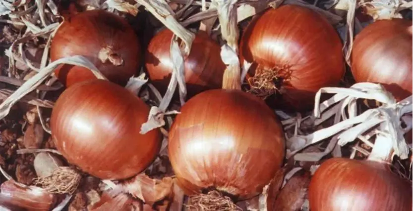 Spéculation sur l’oignon : un individu lourdement condamné à Bordj Menaiel