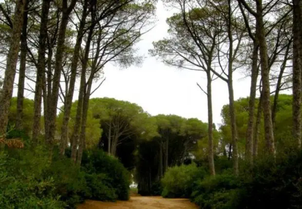 Alger – été 2023 : lancement du réaménagement de plusieurs sites forestiers