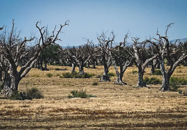 SÉCHERESSE EN ALGÉRIE : Champs sinistrés et récoltes compromises [des images alarmantes]