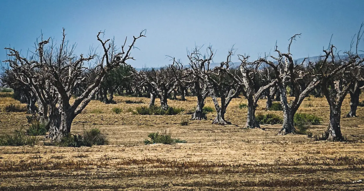SÉCHERESSE EN ALGÉRIE : Champs sinistrés et récoltes compromises [des images alarmantes]