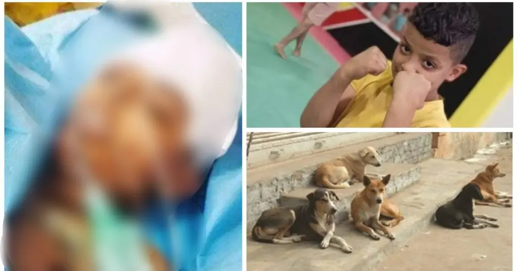 Attaqué par 12 chiens errants, un enfant succombe à ses blessures à Batna