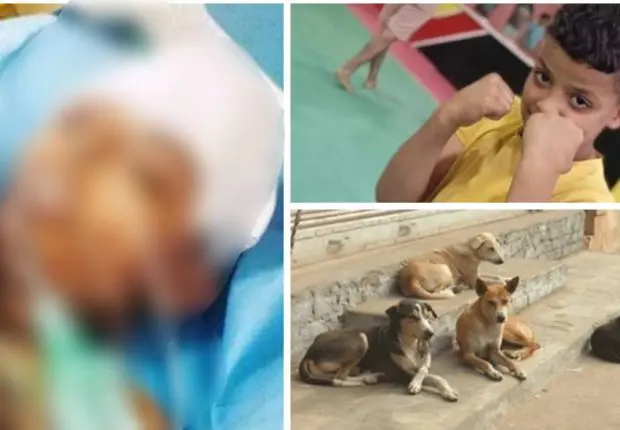 Attaqué par 12 chiens errants, un enfant succombe à ses blessures à Batna