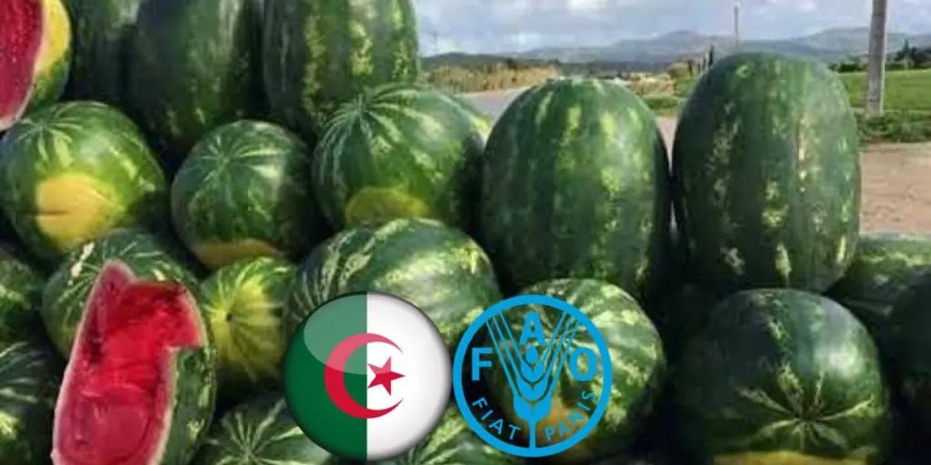 L’Algérie dans le top 5 mondial de production de pastèque et leader arabe et africain 2023
