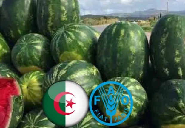 L’Algérie dans le top 5 mondial de production de pastèque et leader arabe et africain 2023