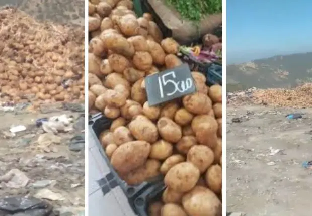 Grosses quantités de pomme de terre jetées à Skikda : l&rsquo;APOCE s&rsquo;indigne et dénonce