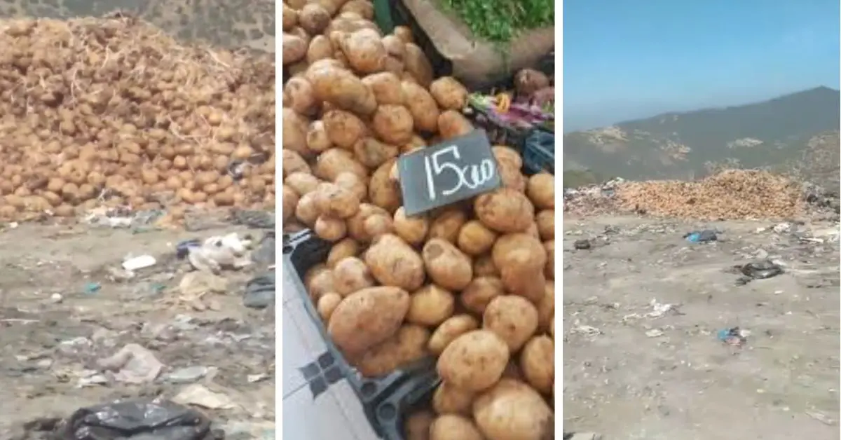 Grosses quantités de pomme de terre jetées à Skikda : l’APOCE s’indigne et dénonce