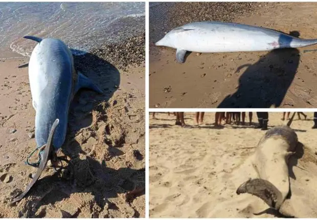 Un dauphin retrouvé mort sur une plage à Mostaganem (IMAGES CHOCS)
