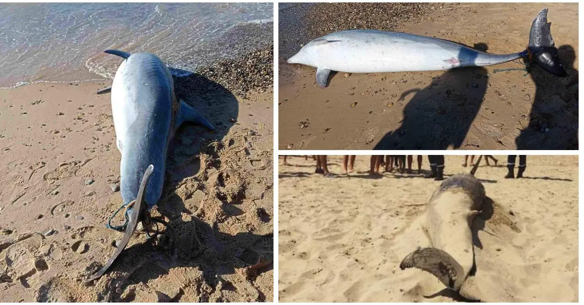 Un dauphin retrouvé mort sur une plage à Mostaganem (IMAGES CHOCS)
