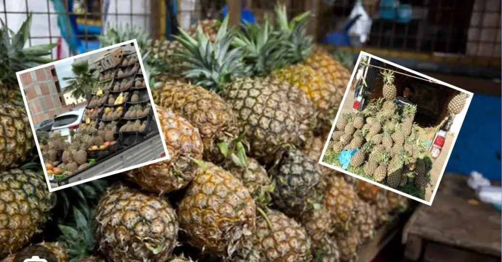 Disponible à bas prix, l&rsquo;ananas fait le bonheur du consommateur algérien
