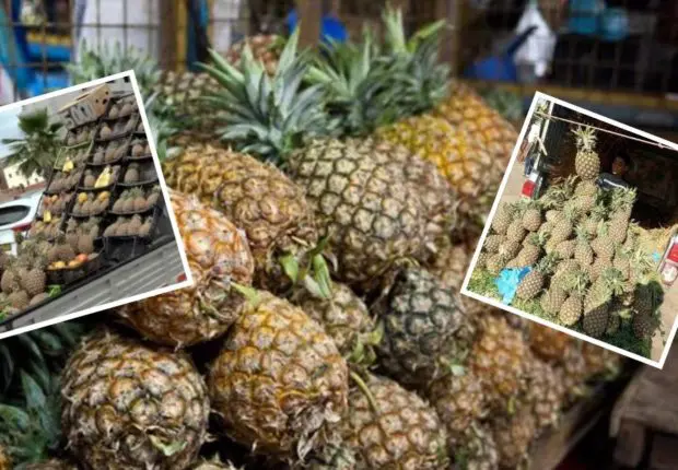 Disponible à bas prix, l&rsquo;ananas fait le bonheur du consommateur algérien