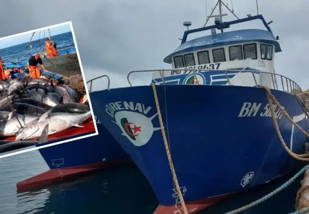 Grâce à 3 nouveaux thoniers locaux, l’Algérie aspire à relancer l’exportation du thon rouge