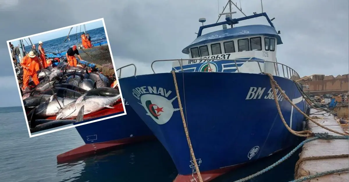 Grâce à 3 nouveaux thoniers locaux, l’Algérie aspire à relancer l’exportation du thon rouge