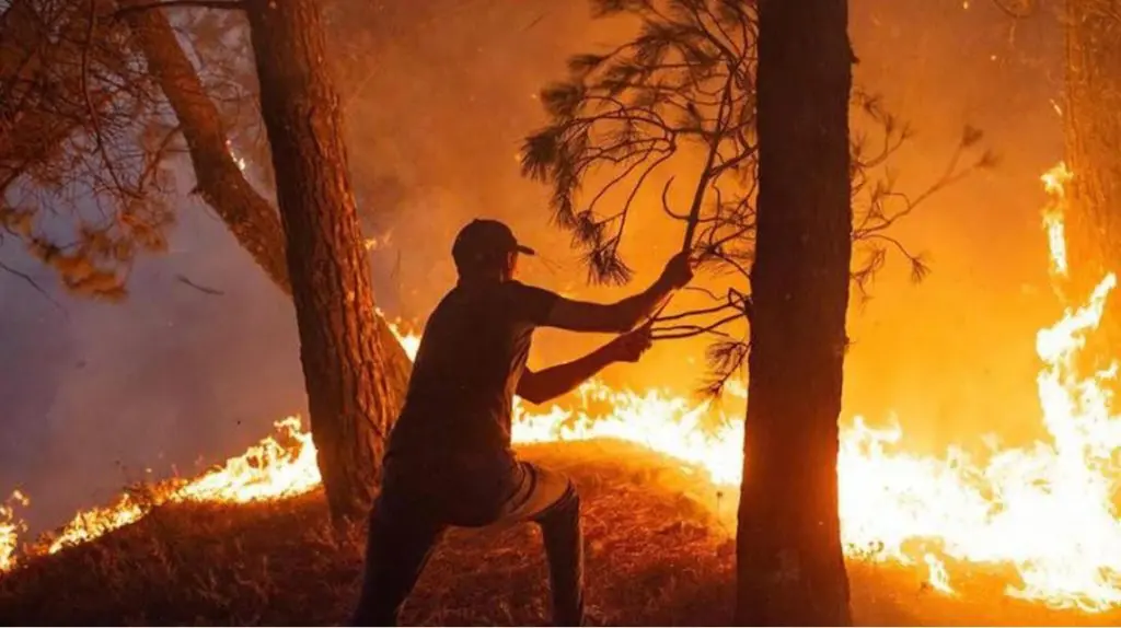 Une wilaya interdit l’accès à ses forêts en prévention des incendies d’été