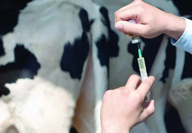 6 nouveaux cas de brucellose humaine découverts à Tizi-Ouzou