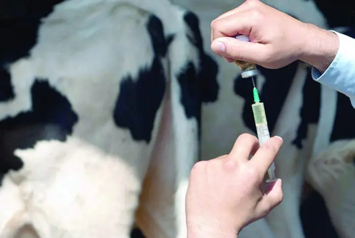 6 nouveaux cas de brucellose humaine découverts à Tizi-Ouzou