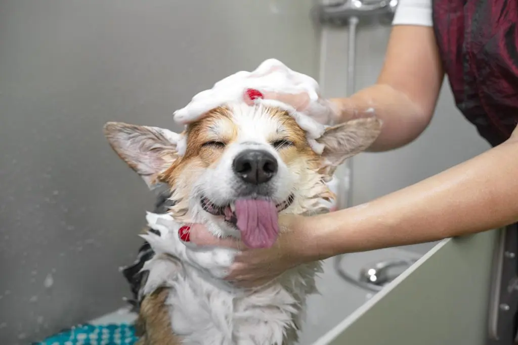 Toilettage VIP pour animaux, cette tendance qui grandit en Algérie