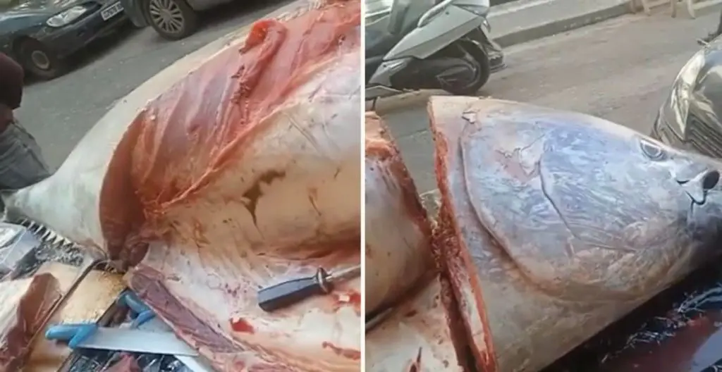 Vente anarchique de poissons sur les routes, l’APOCE met en garde les citoyens