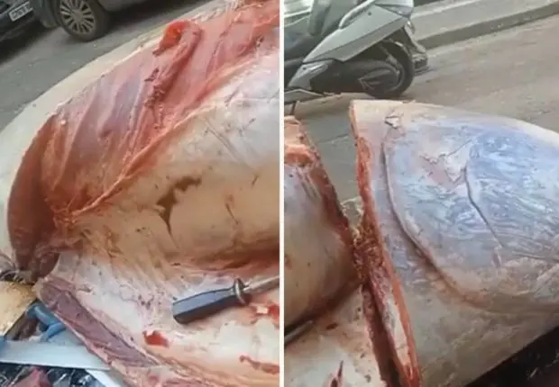 Vente anarchique de poissons sur les routes, l’APOCE met en garde les citoyens