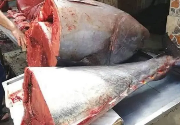 L’APOCE dénonce les prix exorbitants du thon