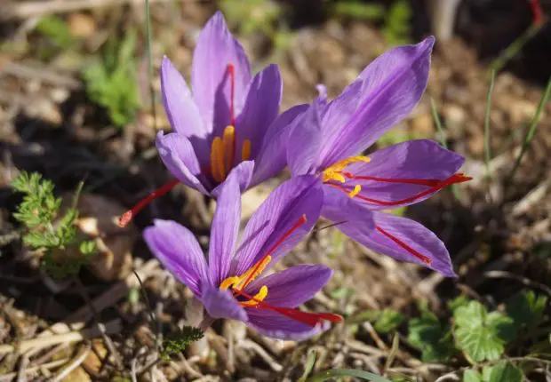 Culture du safran : un nouvel eldorado pour l&rsquo;Algérie