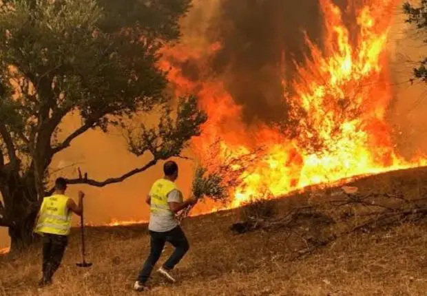 Feux de forêt en Algérie : des peines allant jusqu’à la perpétuité contre les pyromanes