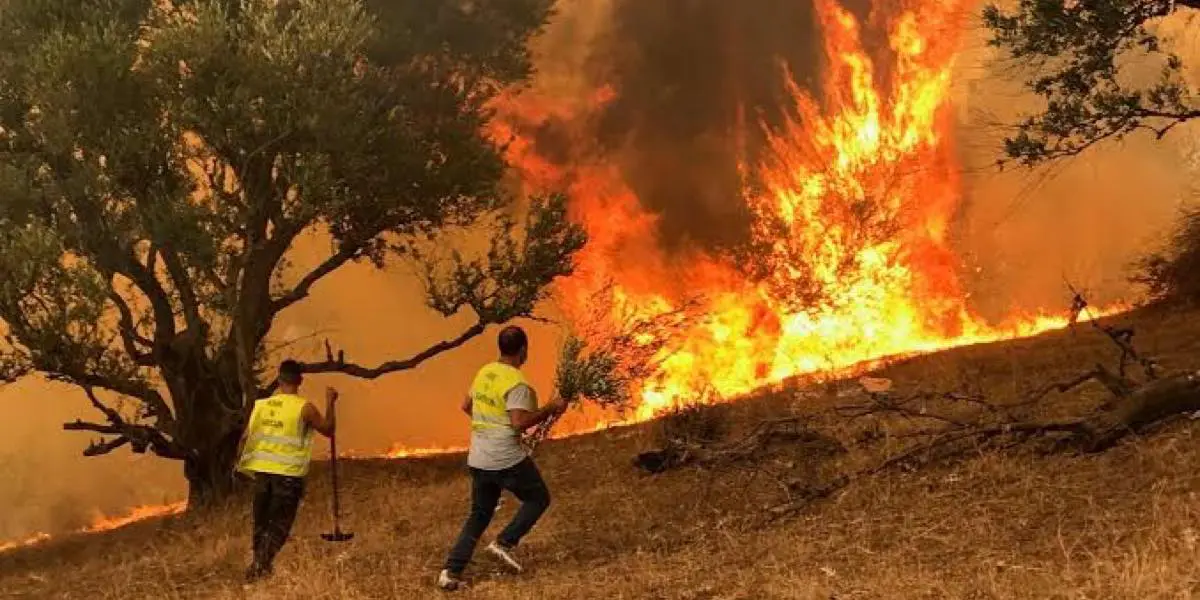 Feux de forêt en Algérie : des peines allant jusqu’à la perpétuité contre les pyromanes