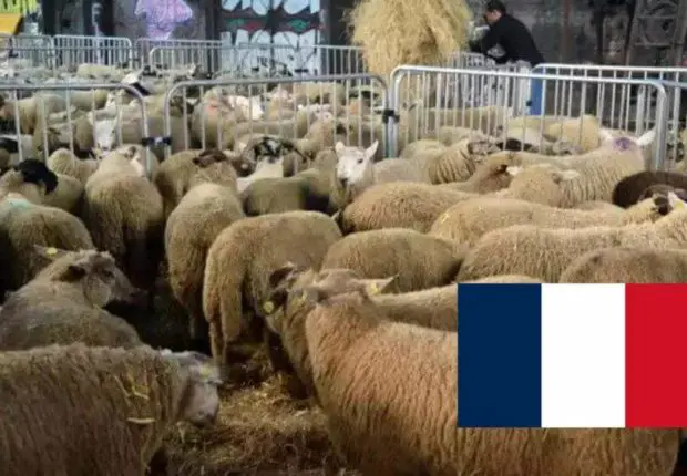 La Grande Mosquée de Paris fixe la date de l’Aïd el-Adha 2023 en France