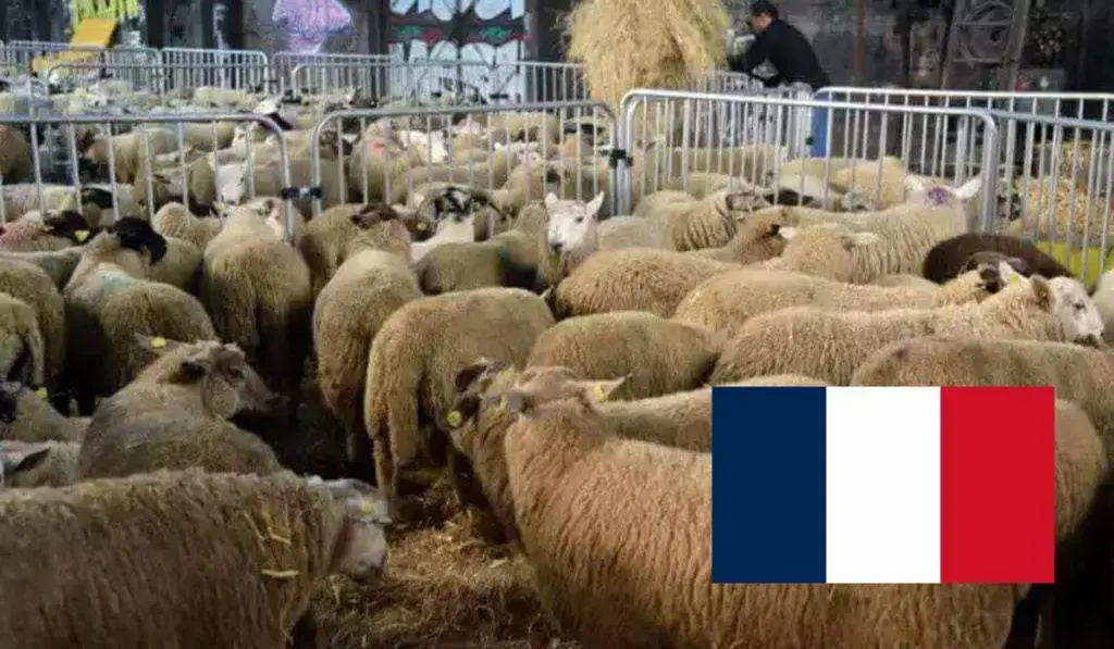 La Grande Mosquée de Paris fixe la date de l’Aïd el-Adha 2023 en France